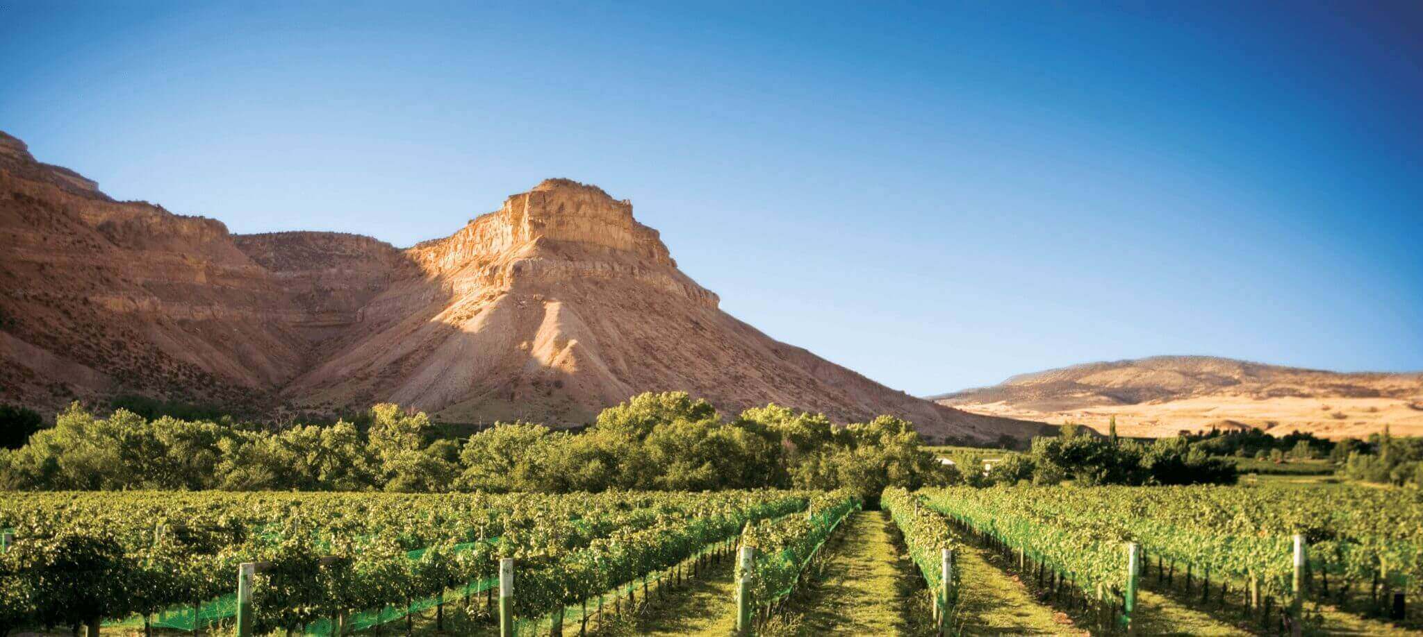 Palisade Colorado Vineyards