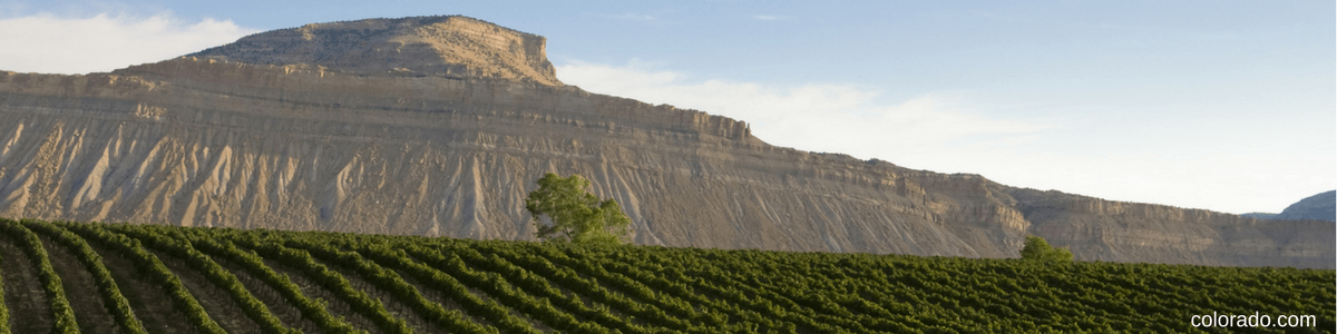 Palisade Colorado Wine Festival Tours