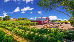 mesa park vineyards palisade - Mile High Wine Tours