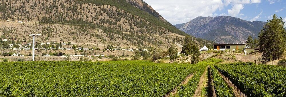 Scenic view of a vineyard located in Palisade, Colorado. Wine Country. Colorado western slope.